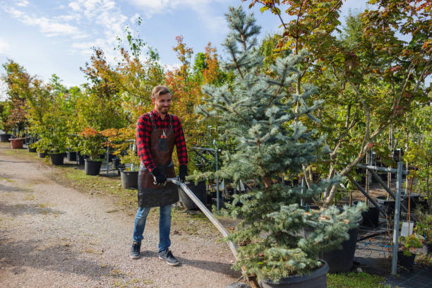 How Our Tree Care Process Works  in Maury, NC